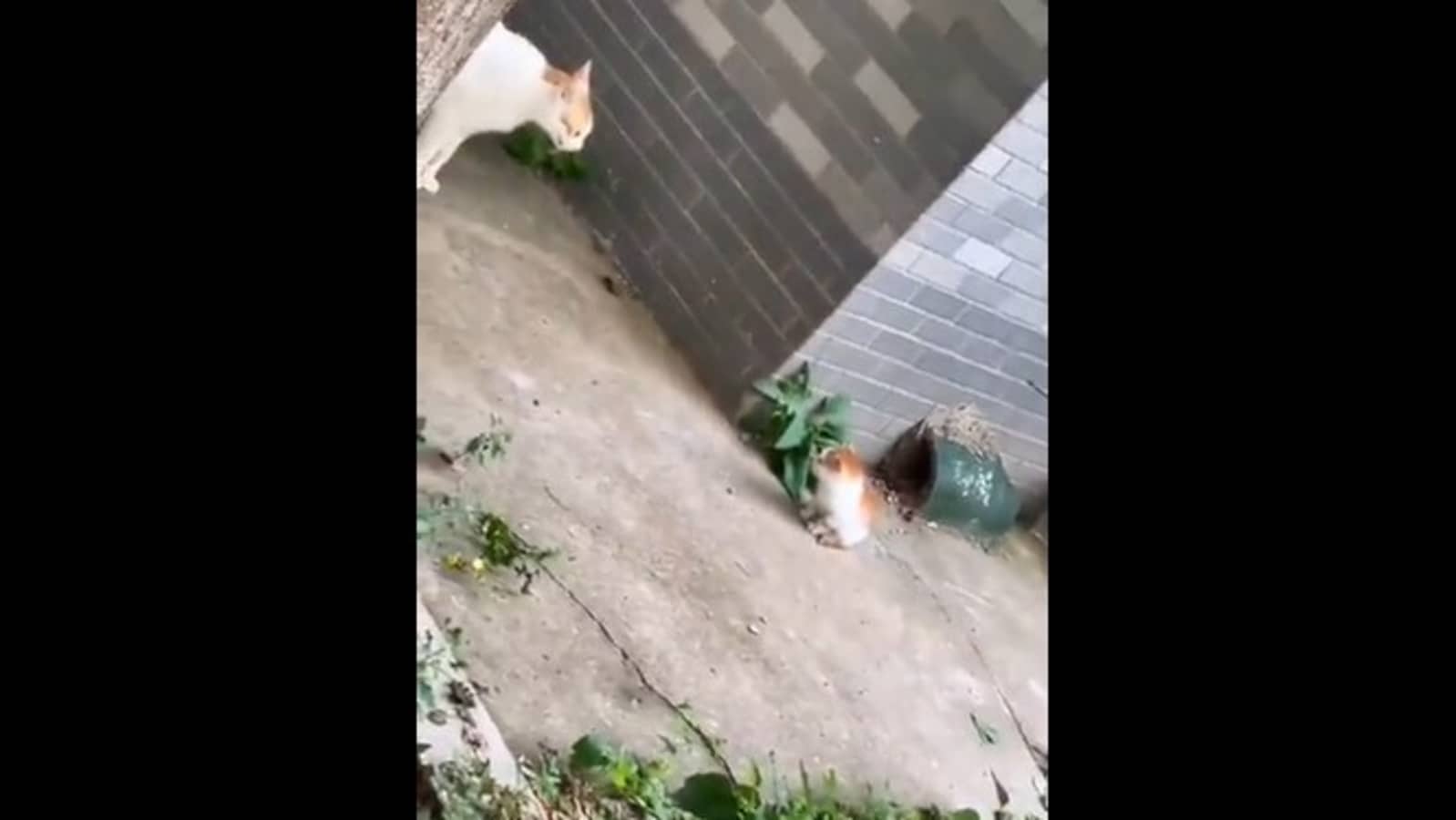 Mama cat scolds kitten, gives it a smack on the head