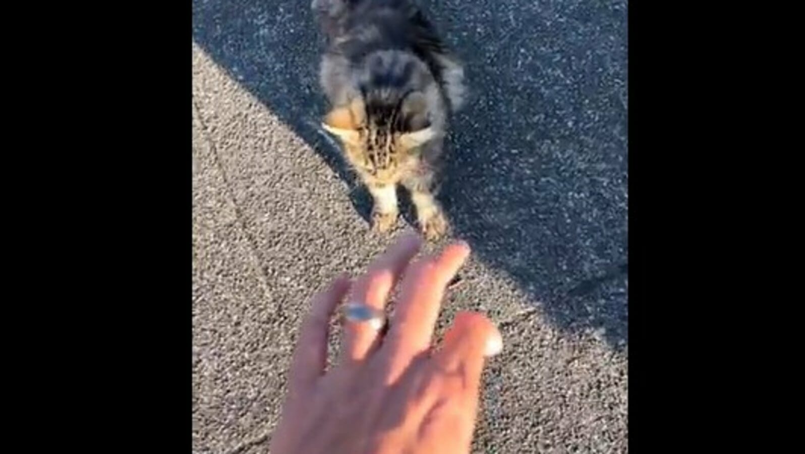 Man goes around telling cats he got married, captures their reactions