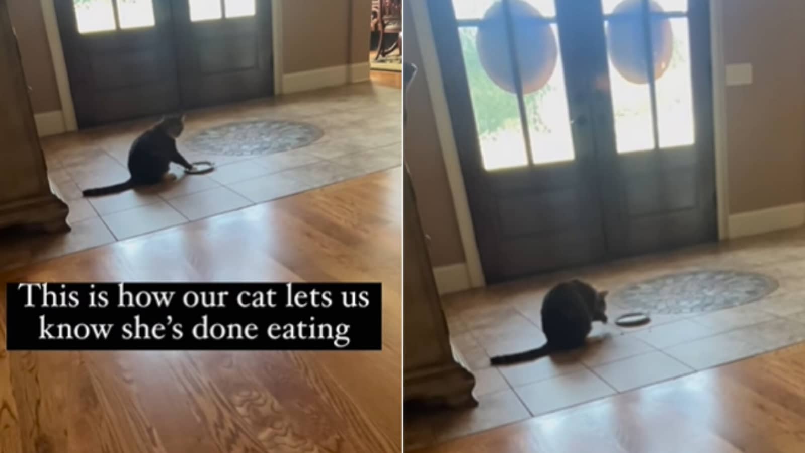 Sassy cat has a special way of informing that she has finished eating. Watch