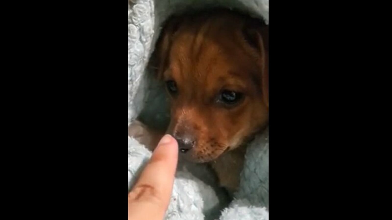 Video shows rescue puppy’s first day at forever home