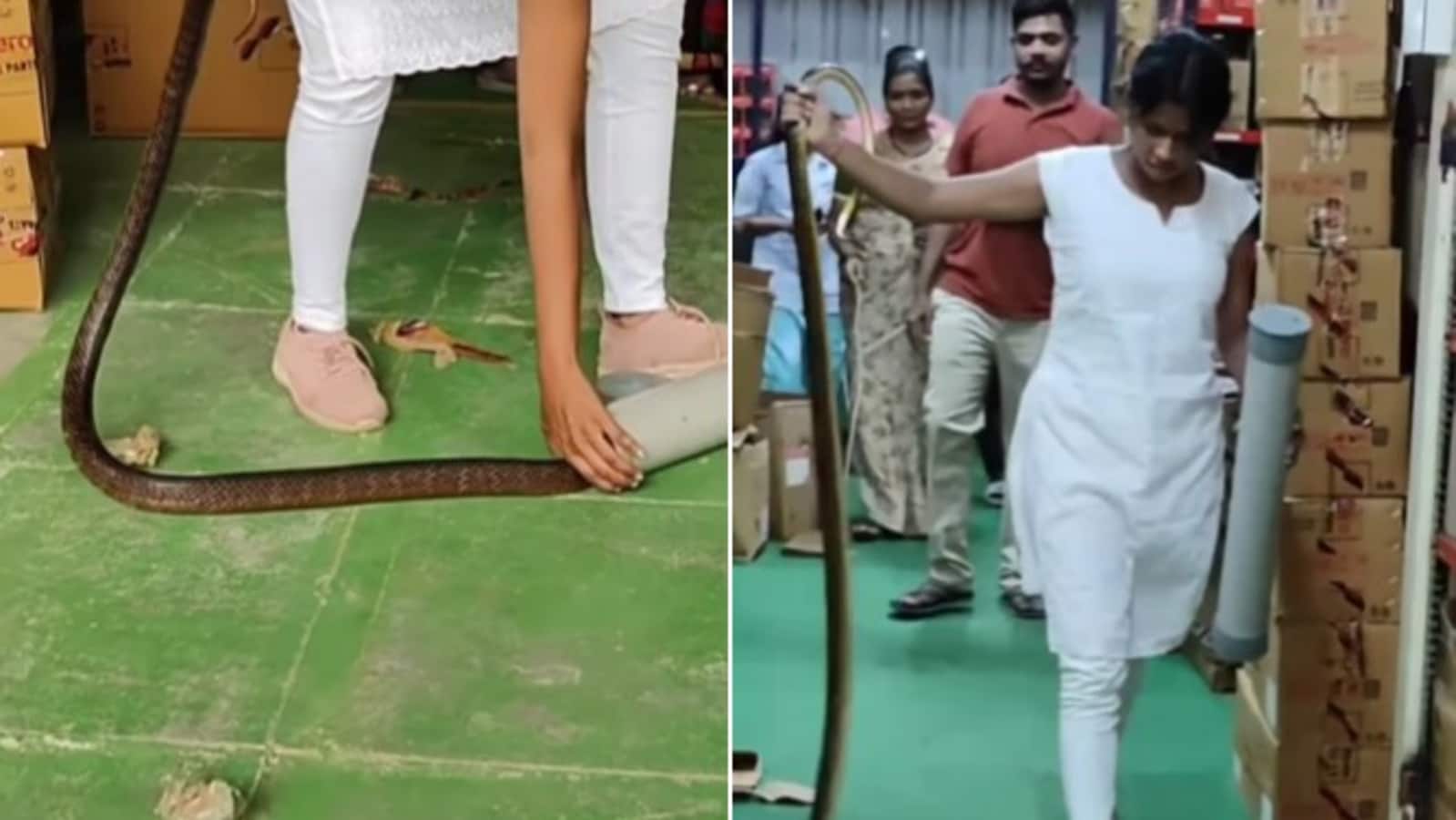 Viral video shows woman catching snake with her bare hands. Watch