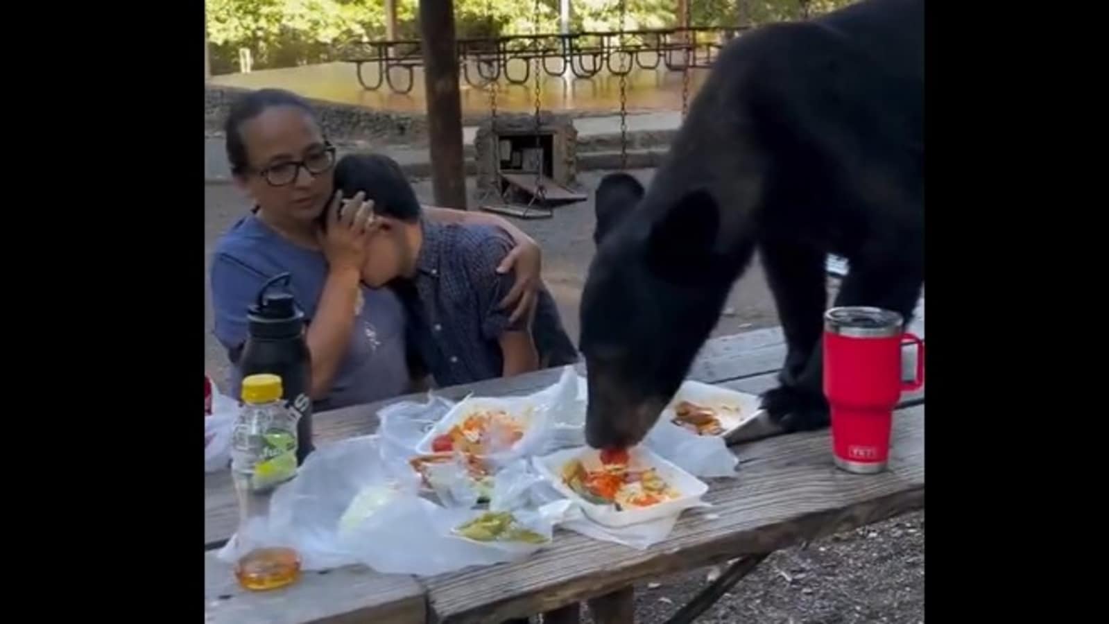 Woman protects child after bear crashes family picnic