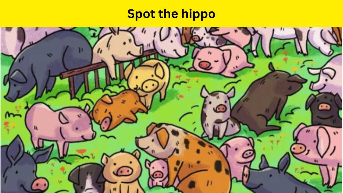 Can you spot the pig?