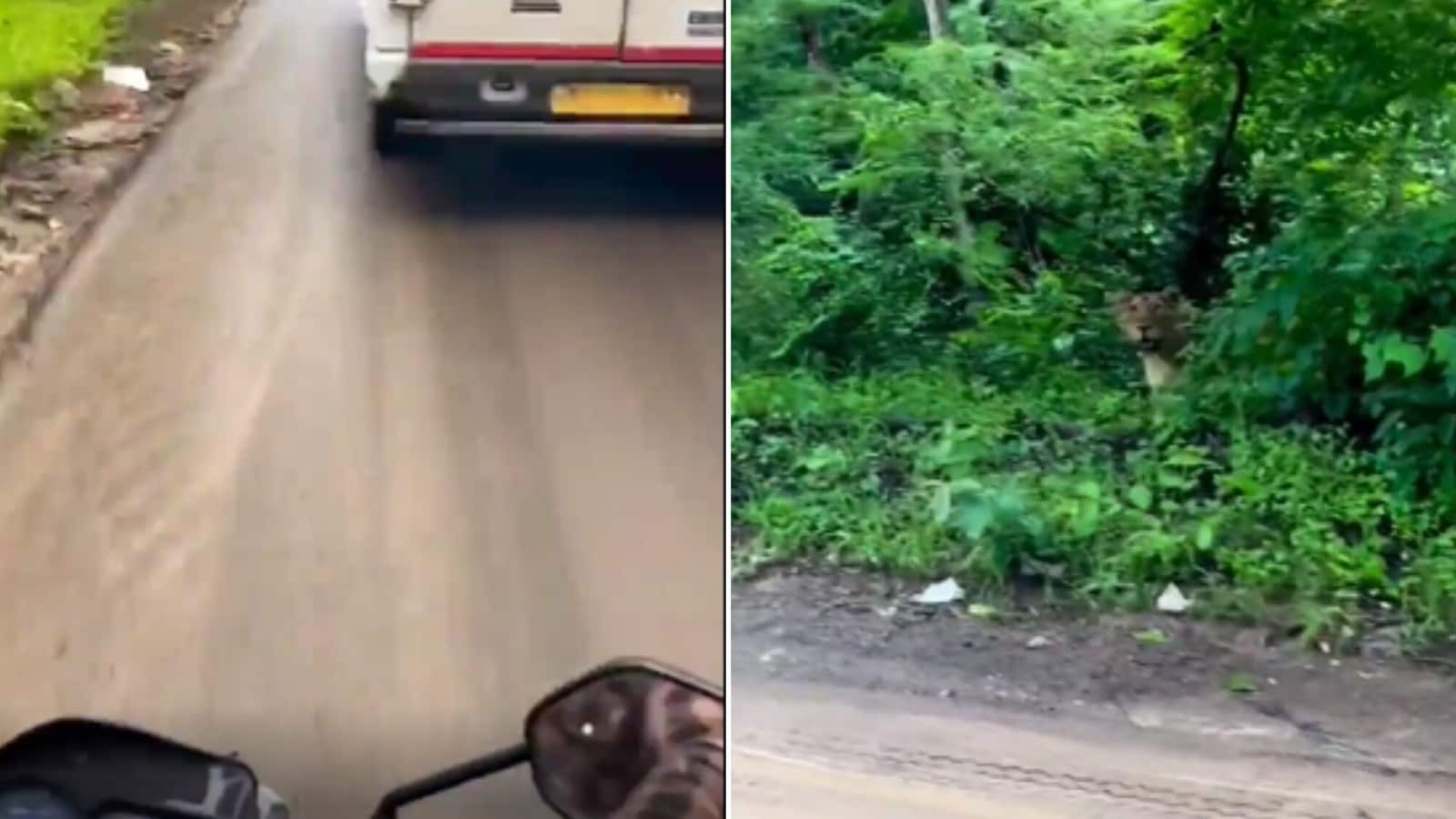 Biker sports big cat staring from bushes, its stare will give you goosebumps