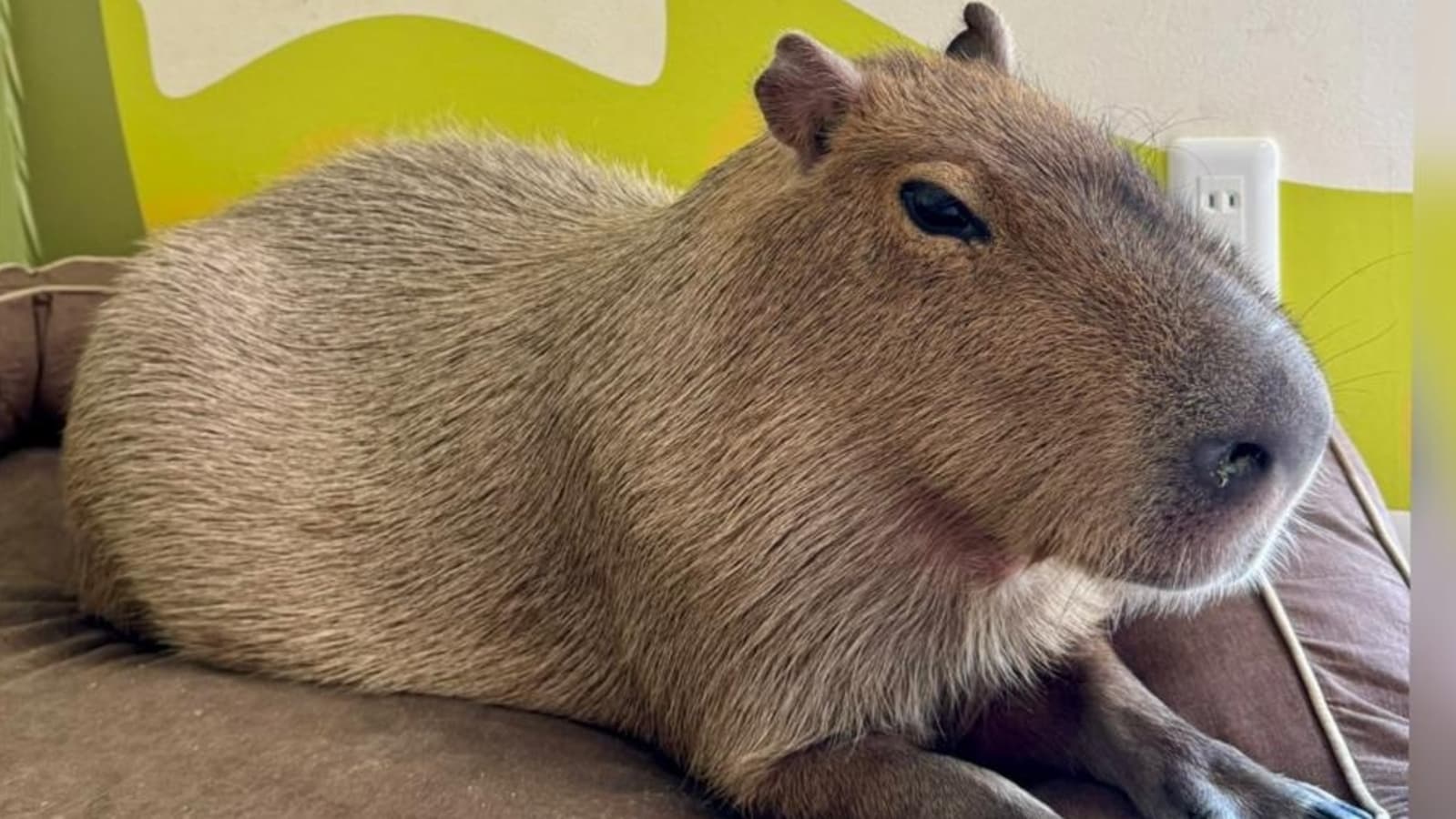 Capybara sensation: How world's largest rodent is winning hearts on TikTok, inspiring many cute videos