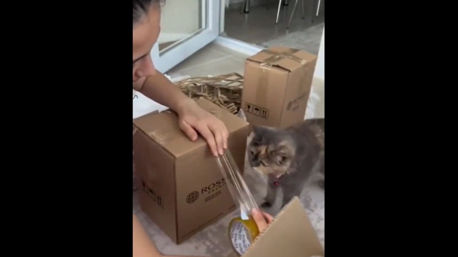 Cat cuts adhesive tape to help woman pack a box. Watch