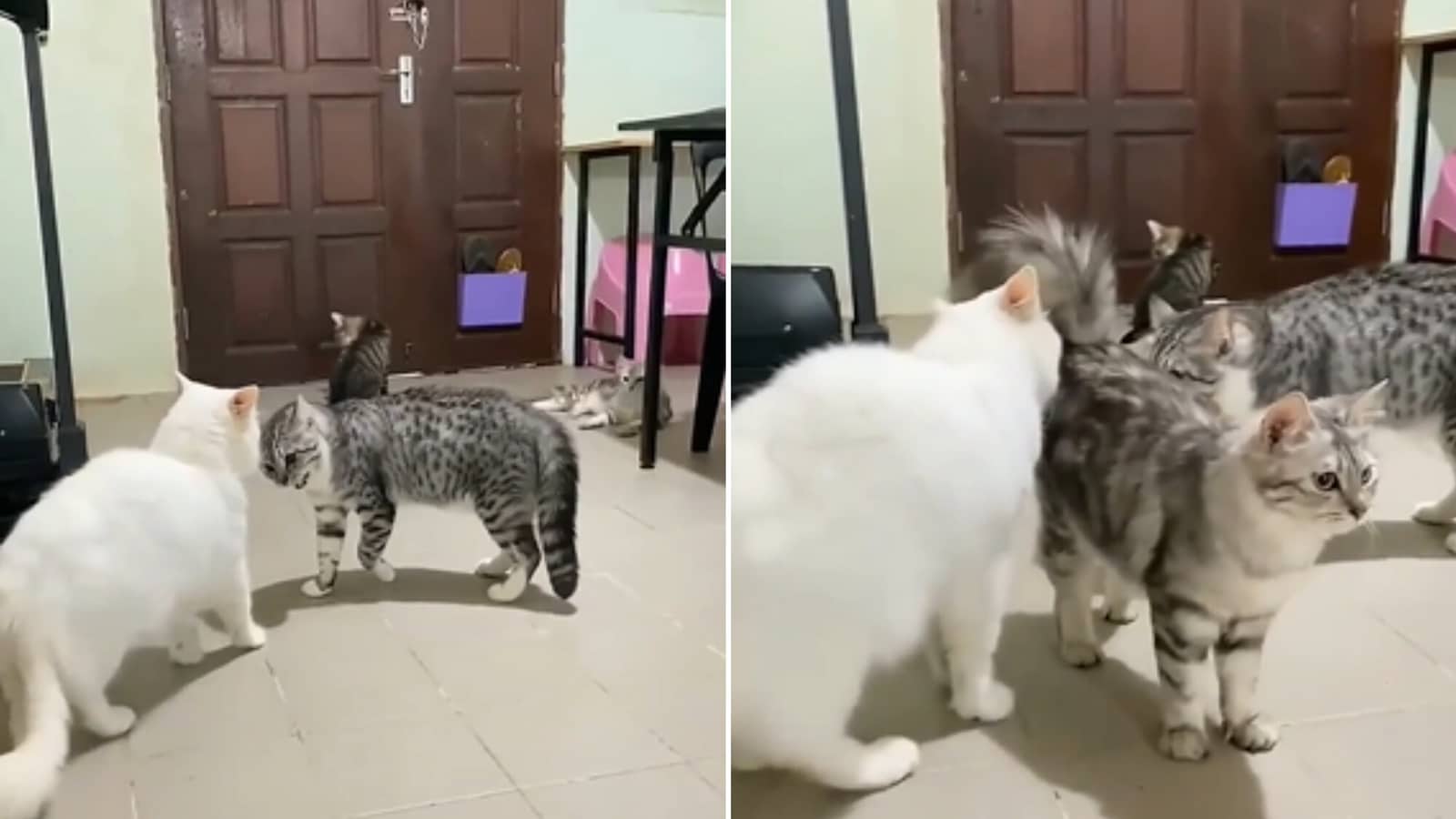 Cat plays peacemaker, stops two kitties gearing up to fight