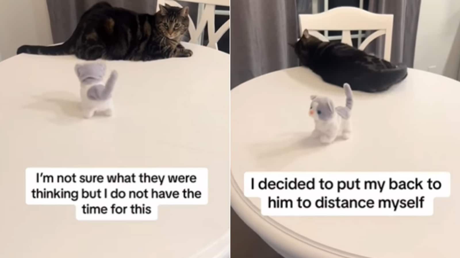 Cat refuses to be a ‘dad’ to toy kitten but changes his decision because…
