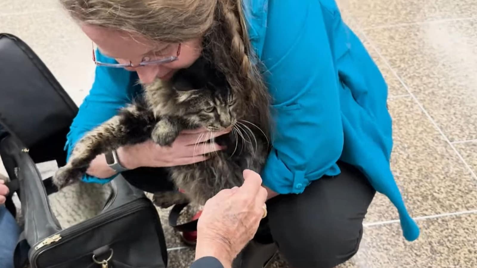 Cat that went missing for 12 years returns home
