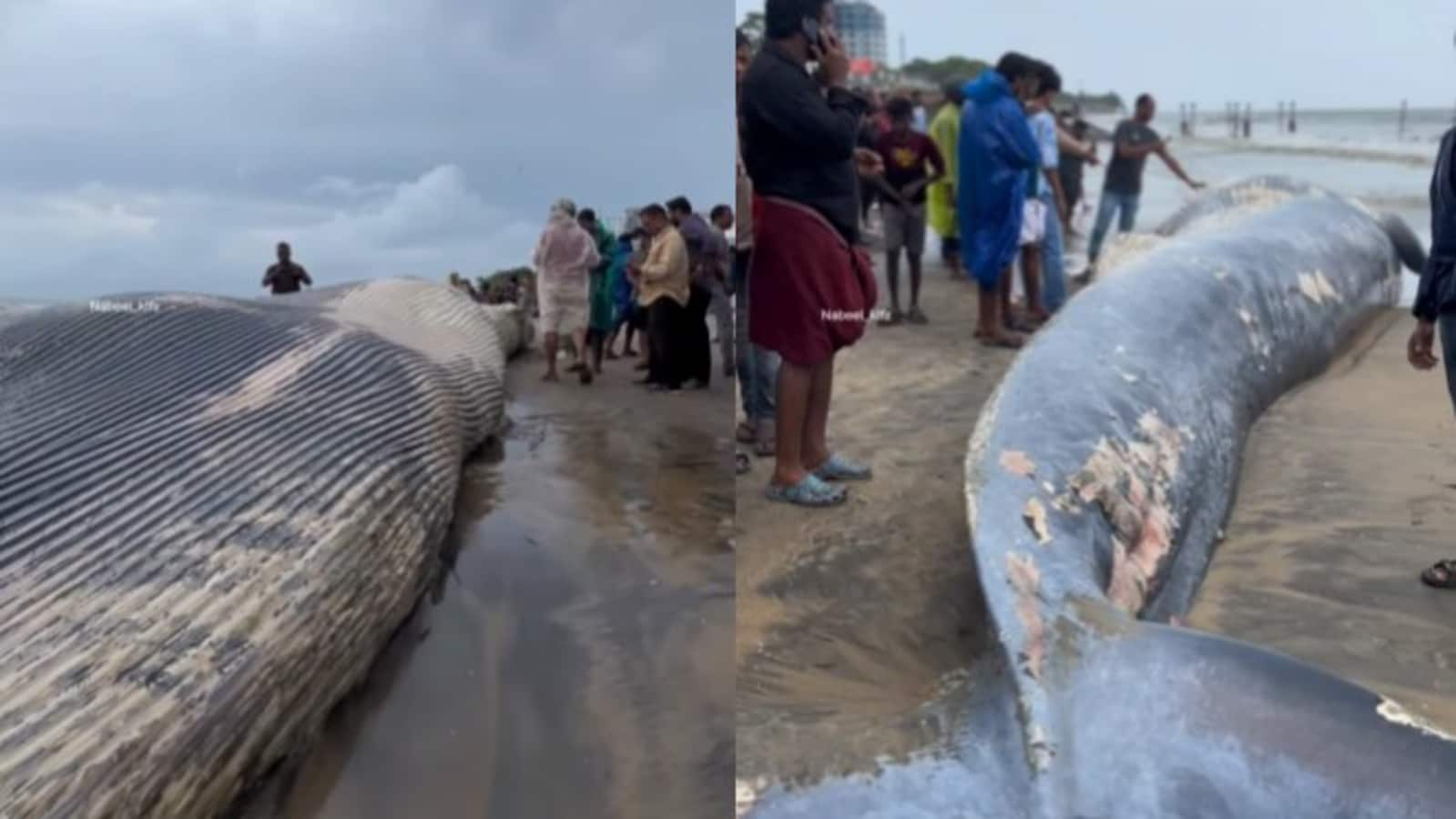 Giant whale carcass washes up on Kozhikode beach. Watch