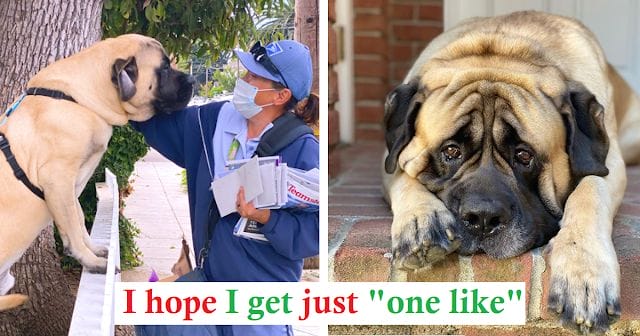 Interesting stories: A 180-pound dog waits every day to hug his favorite mailwoman