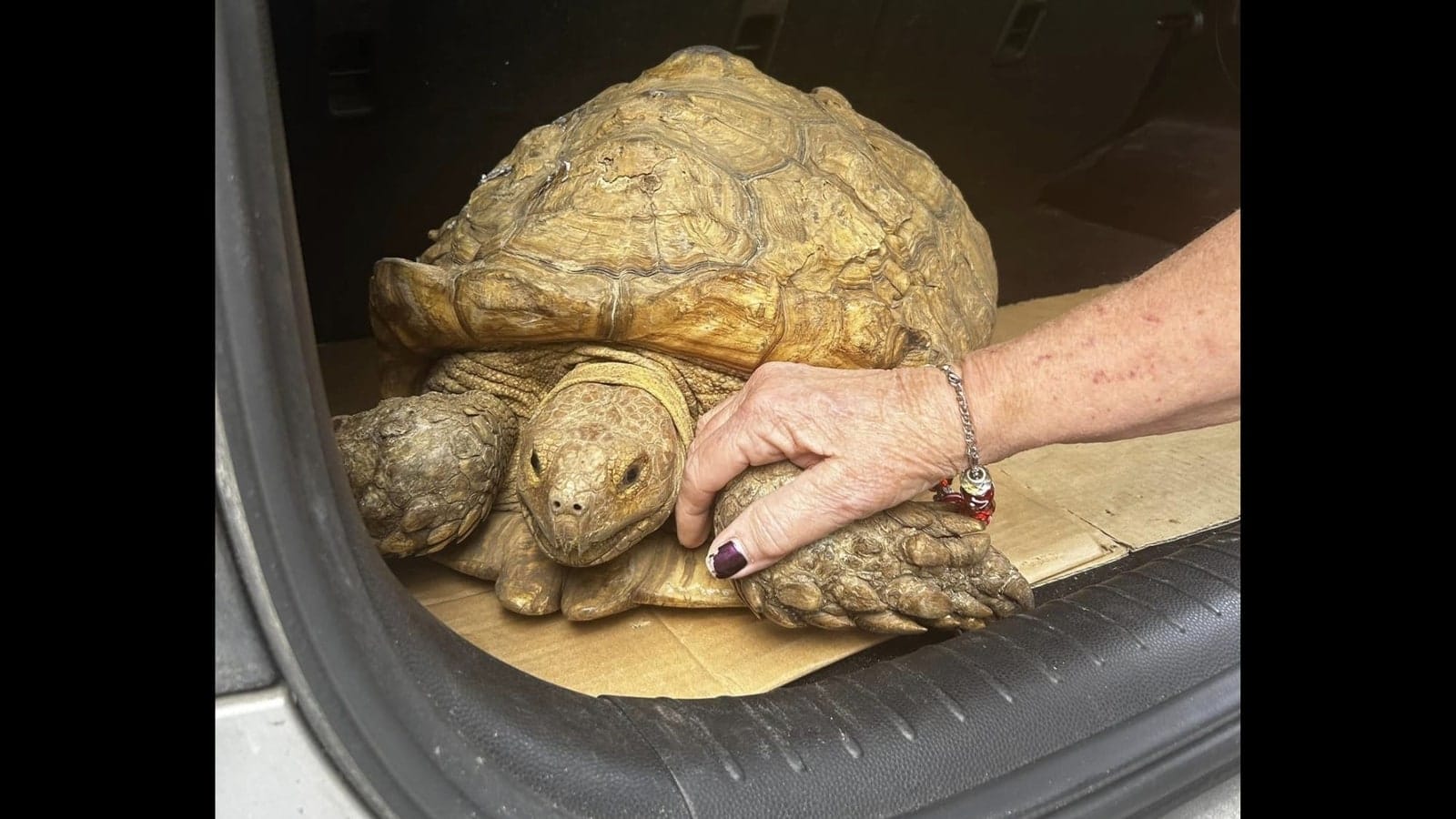 Lost tortoise returns home after over three years