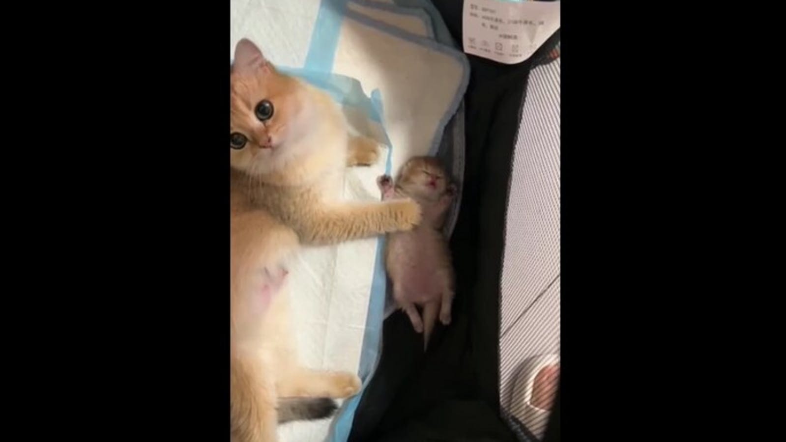 Mama cat comforts her kitten twitching in its sleep