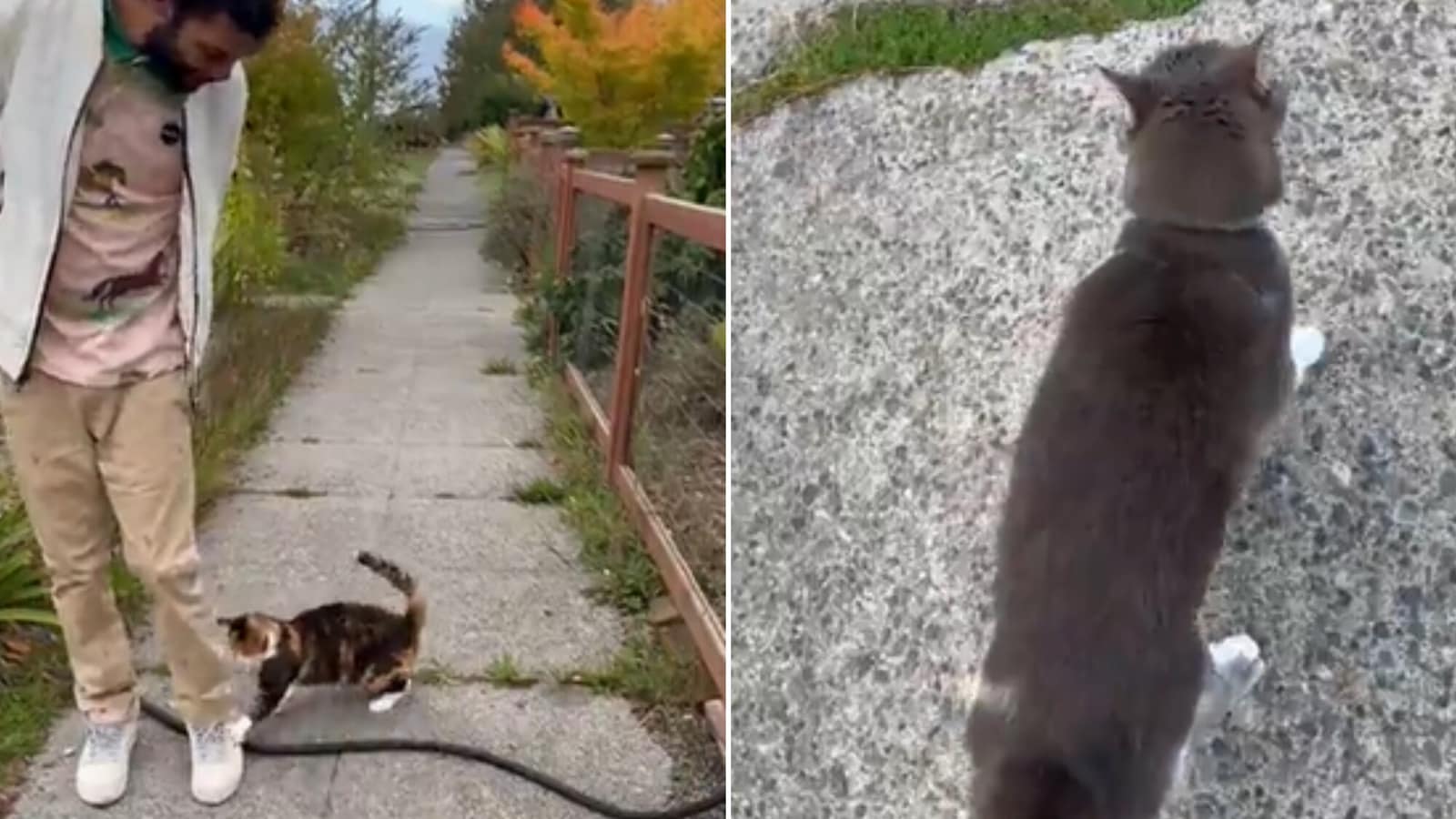 Man asks cat if he can pet it, kitty brutally rejects him. Watch