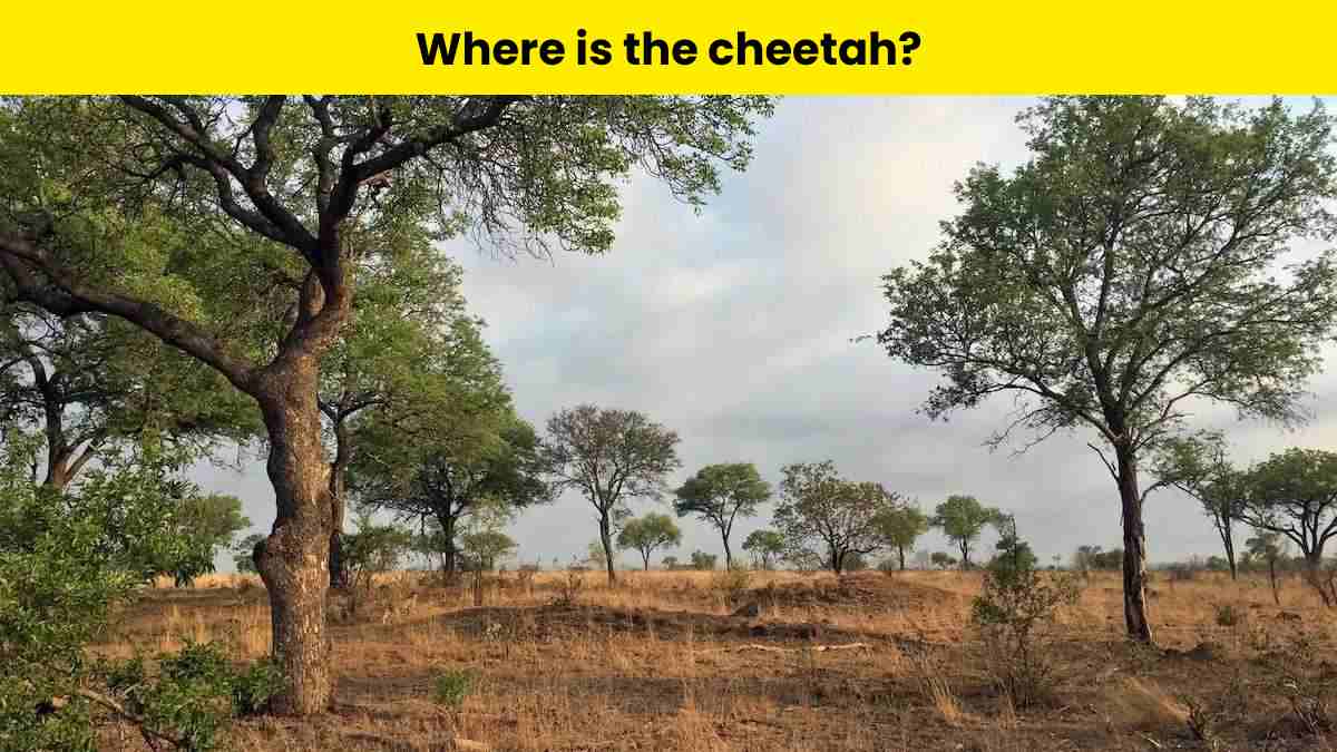Can you spot the cheetah?