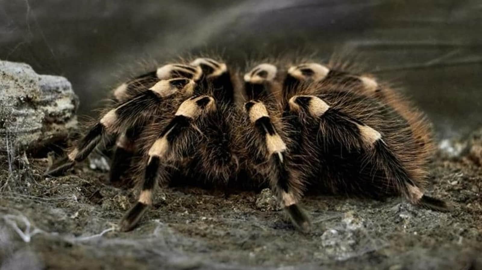 Tarantula leads to biker's accident in Death Valley National Park in USA