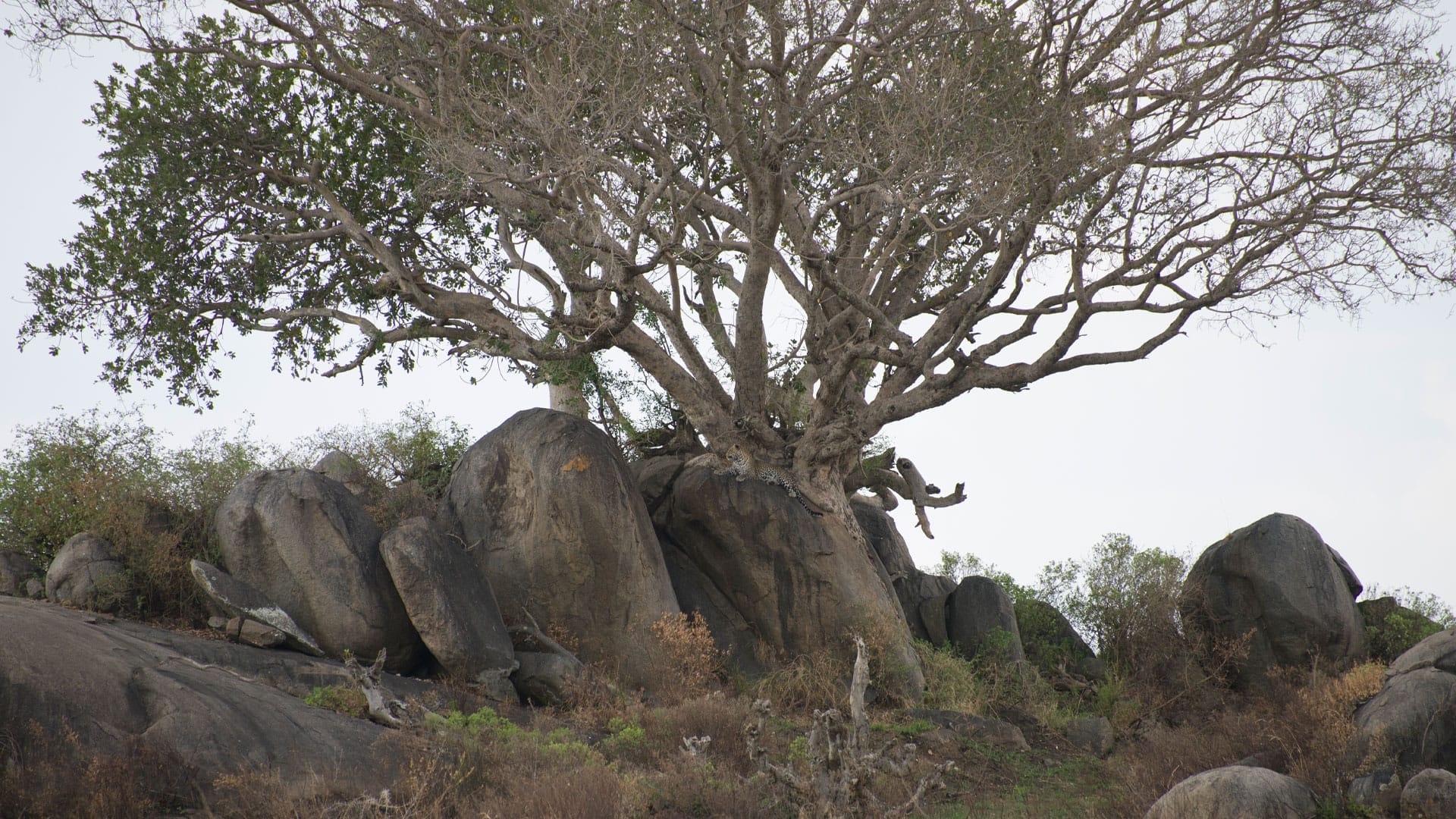 You have 20/20 vision if you can see the hidden leopard with perfect camouflage in 10 seconds in this Serengeti scene
