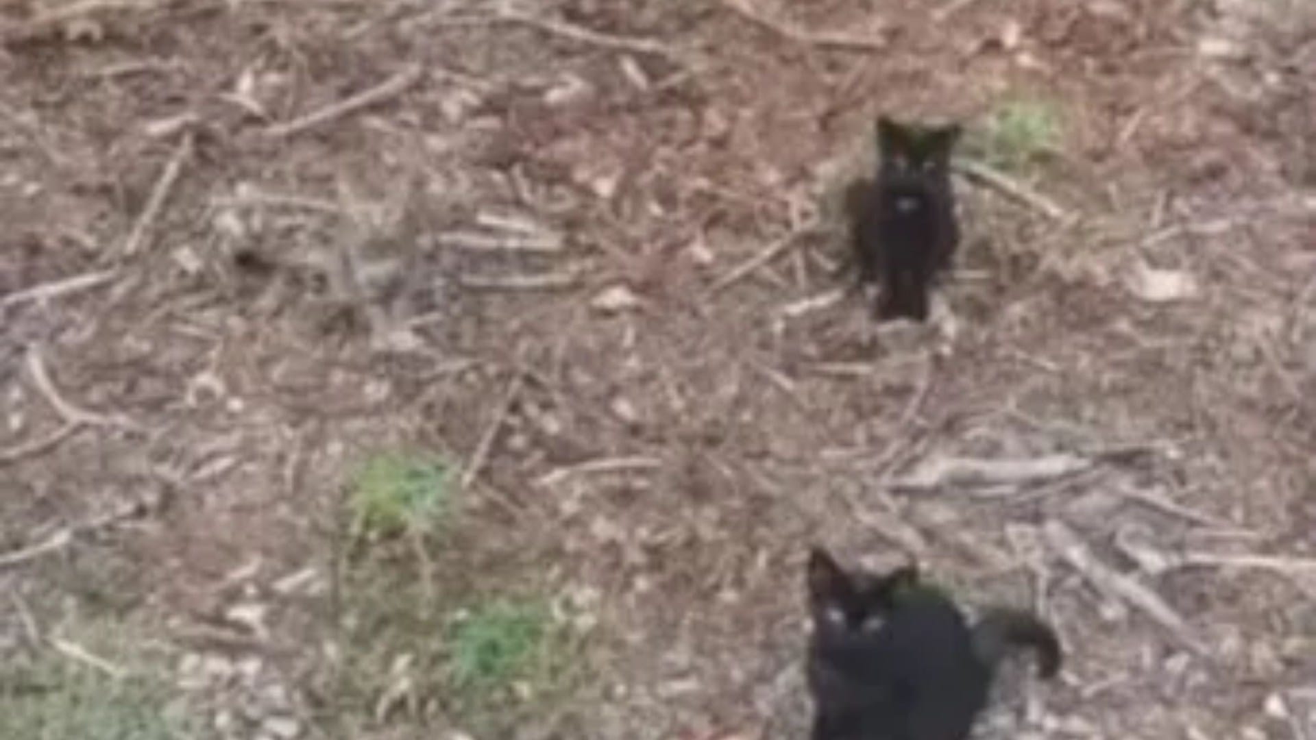 You have 20/20 vision if you can spot the fourth cat hiding in the woods in less than 8 seconds