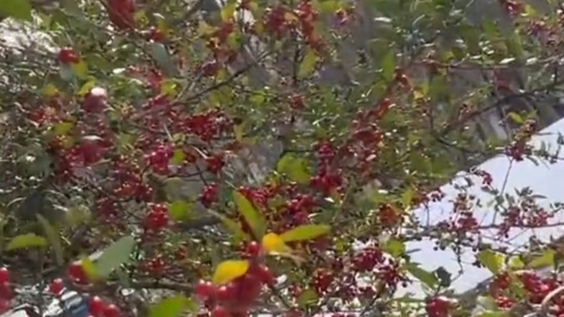 You have 20/20 vision if you can spot the red bird sitting in the fruit tree in under 10 seconds