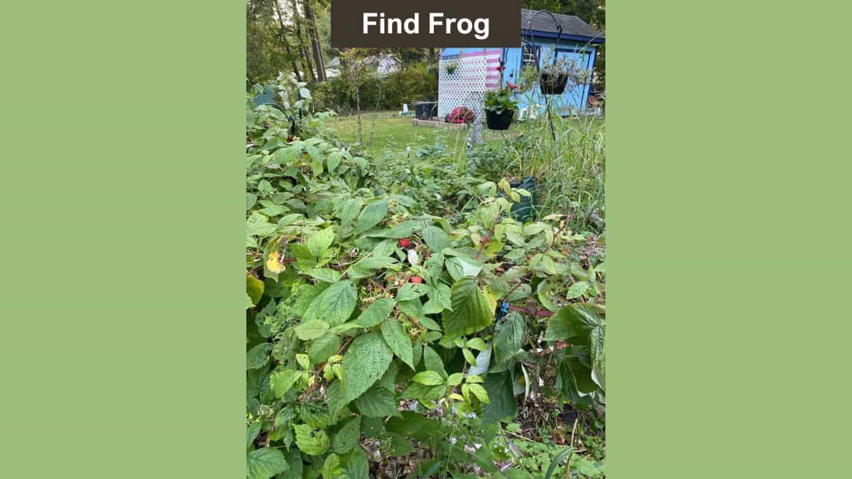 Find Frog in 9 Seconds