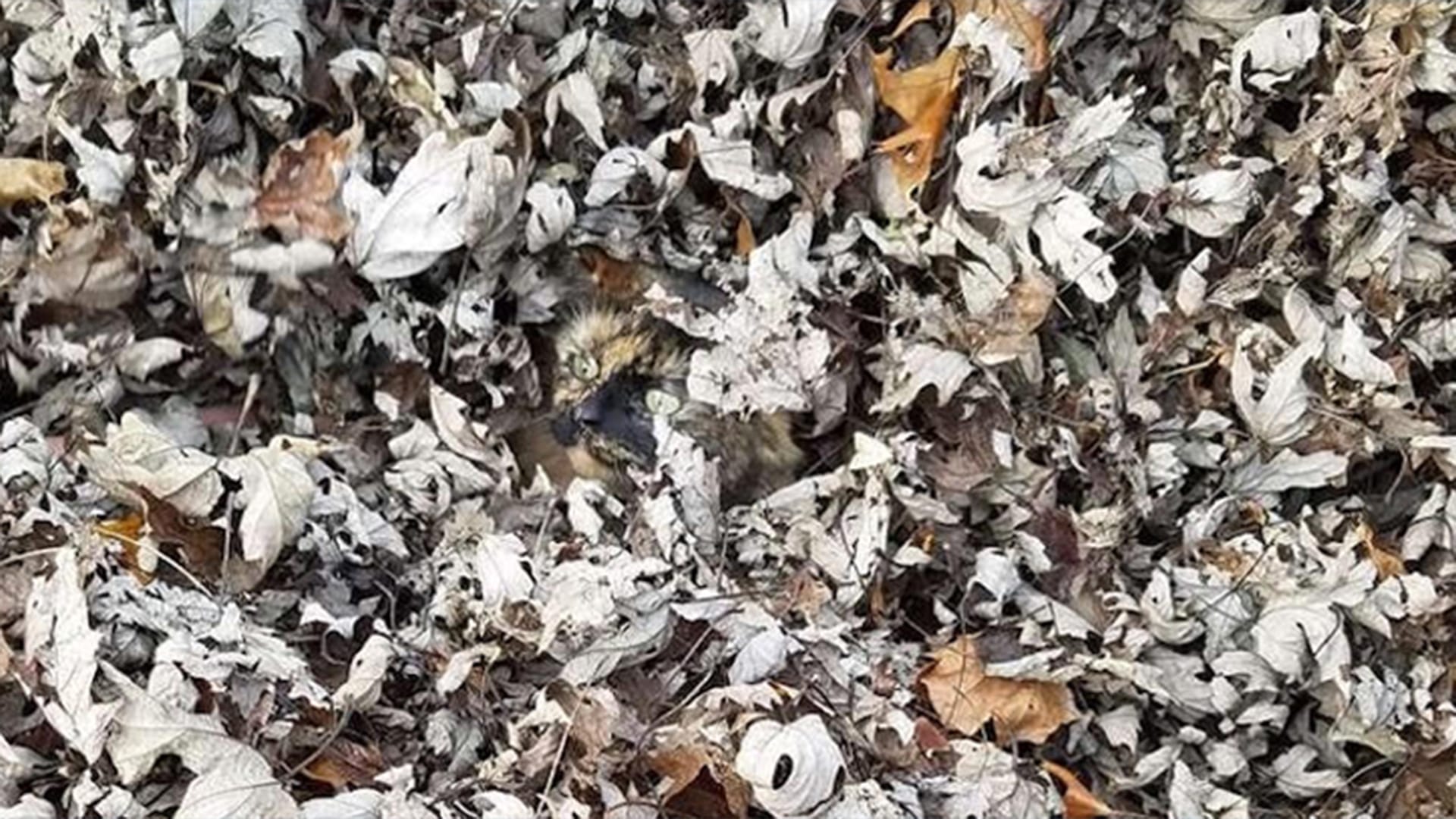 You have the eyes of a hawk if you can spot the cat hiding in the leaves in less than 10 seconds