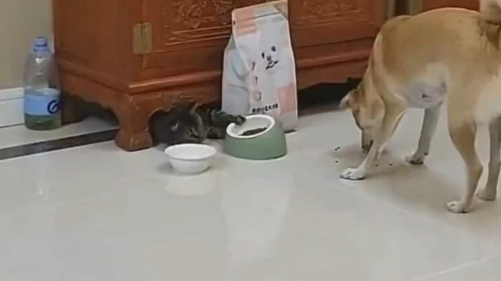 Sneaky cat snatches food bowl from dog. Watch how the pooch reacts