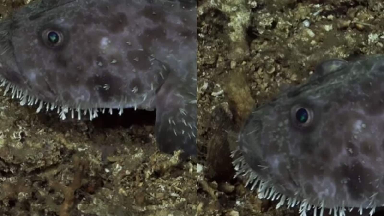 Terrifying looking 'sea devil' from Galapagos Islands will send shivers down your spine