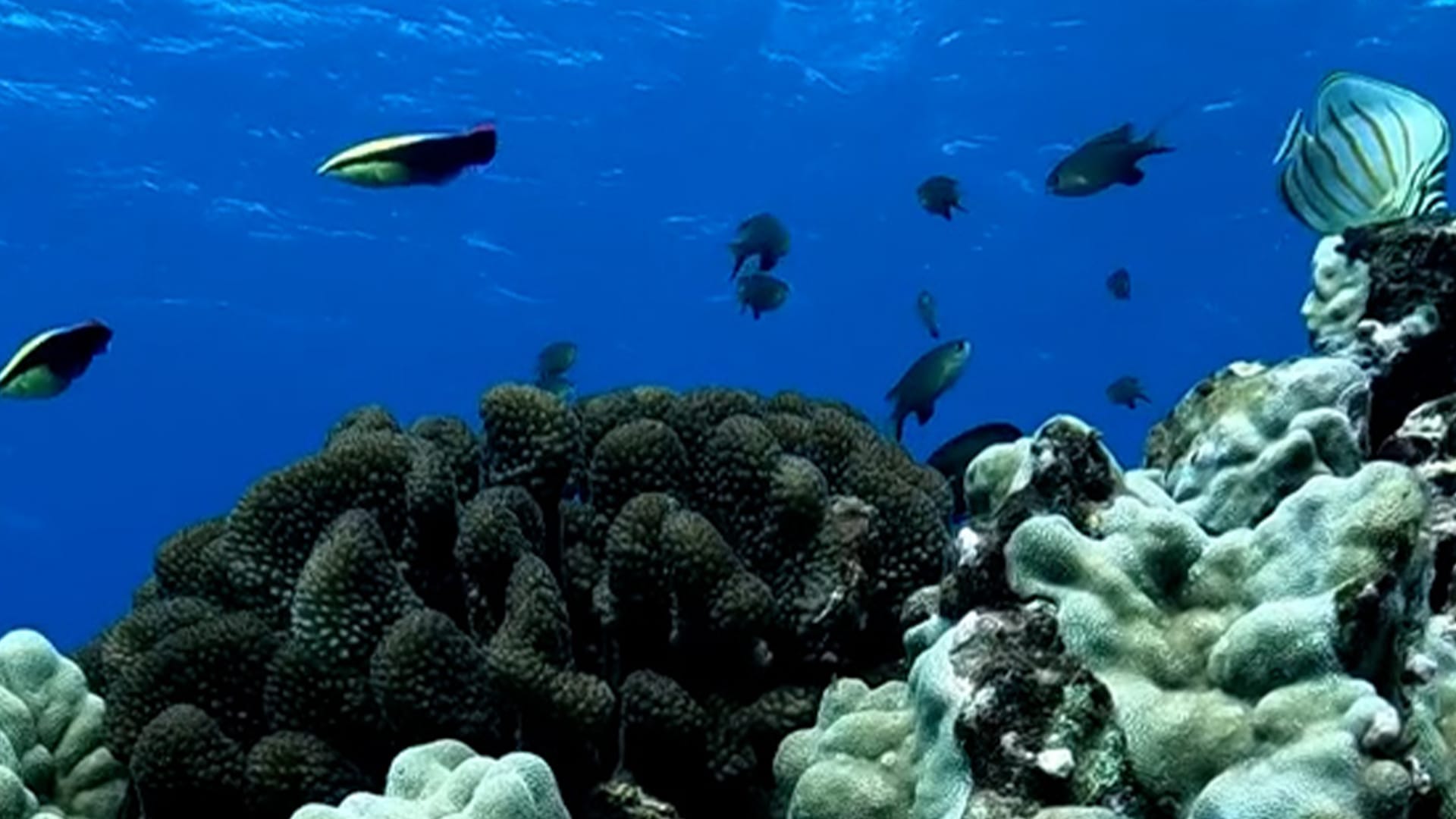 You have 20/20 vision if you can spot the eel hiding in the coral in 12 seconds