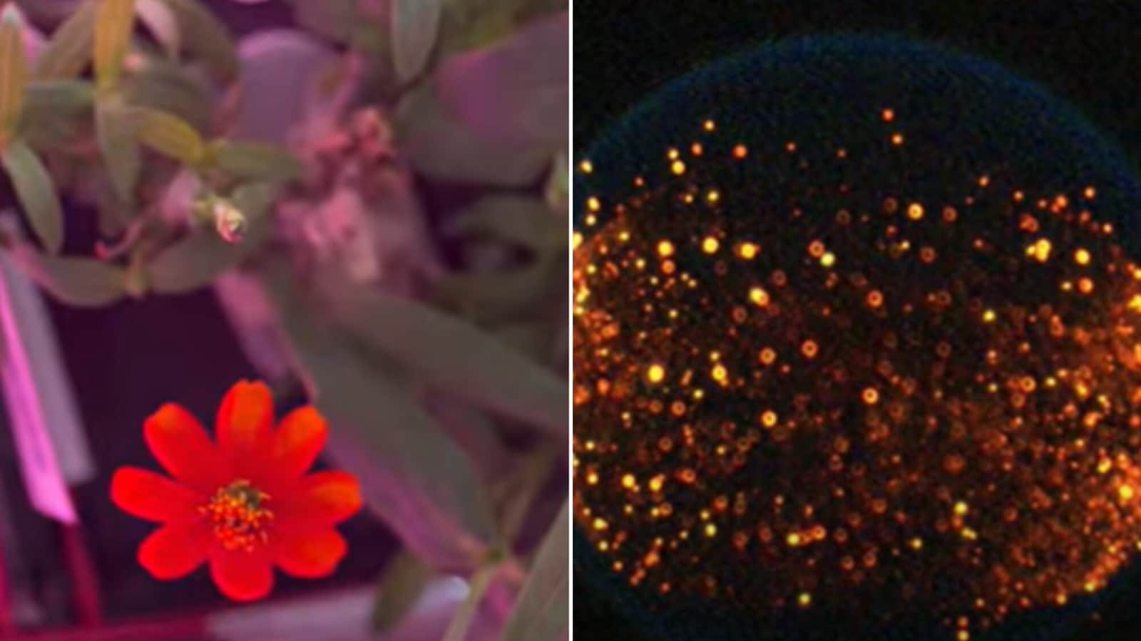 Flower garden to pulsating flames: NASA shares science experiments conducted in space