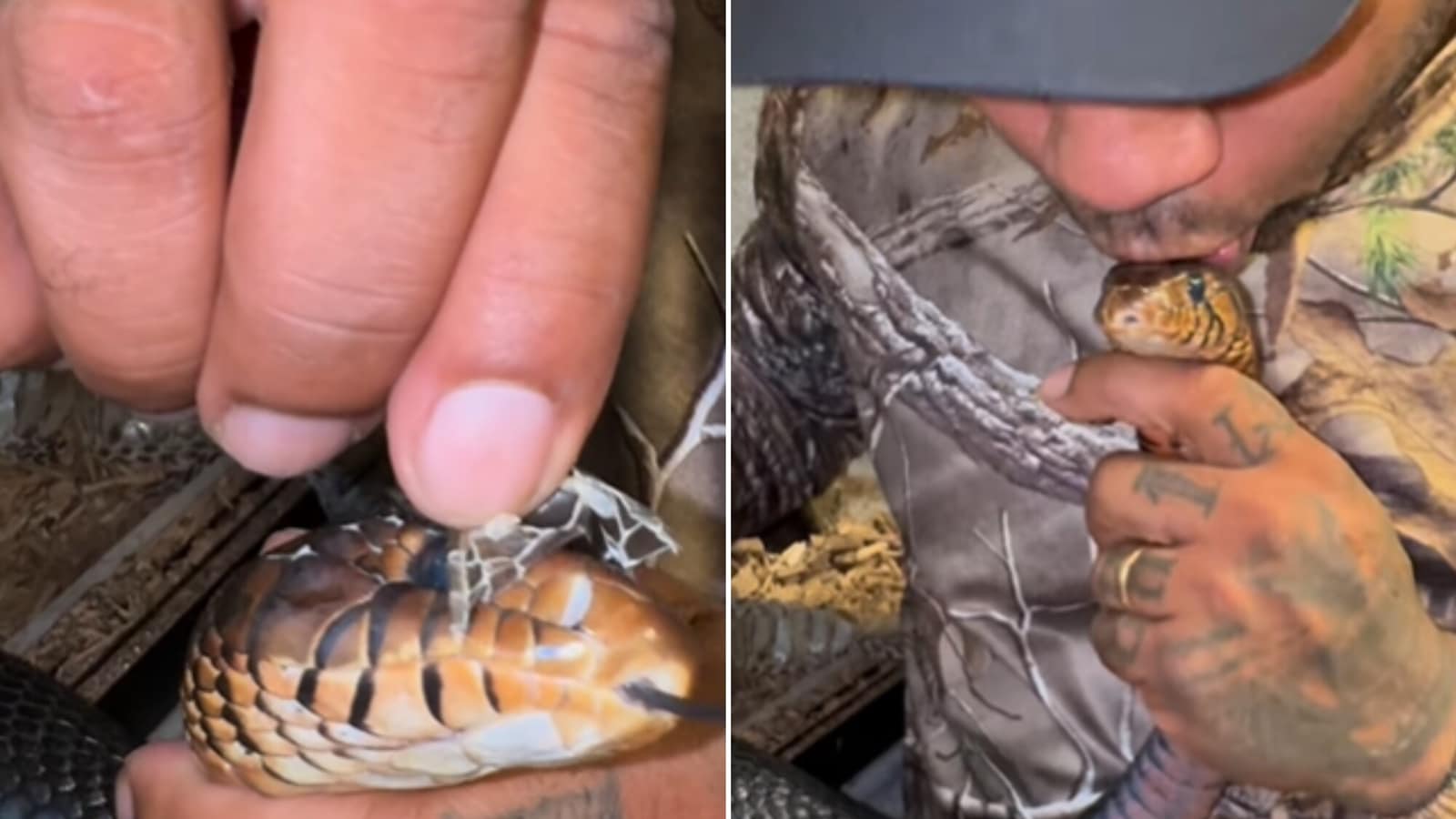 Man kisses snake that ‘enjoys' eating other snakes, helps it shed skin