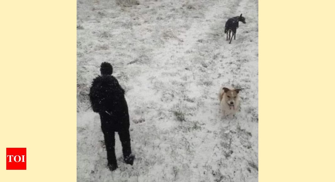 Optical Illusion:There are 3 dogs in this picture: Only 2 out of 20 people can find the third dog |
