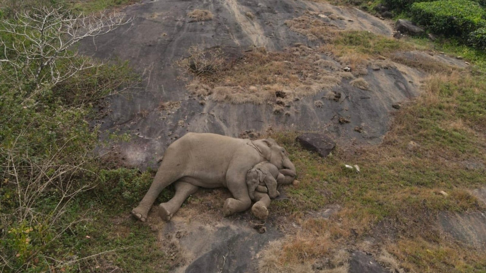 Baby elephant reunites with mother after rescue, IAS officer tweets heart-melting pic