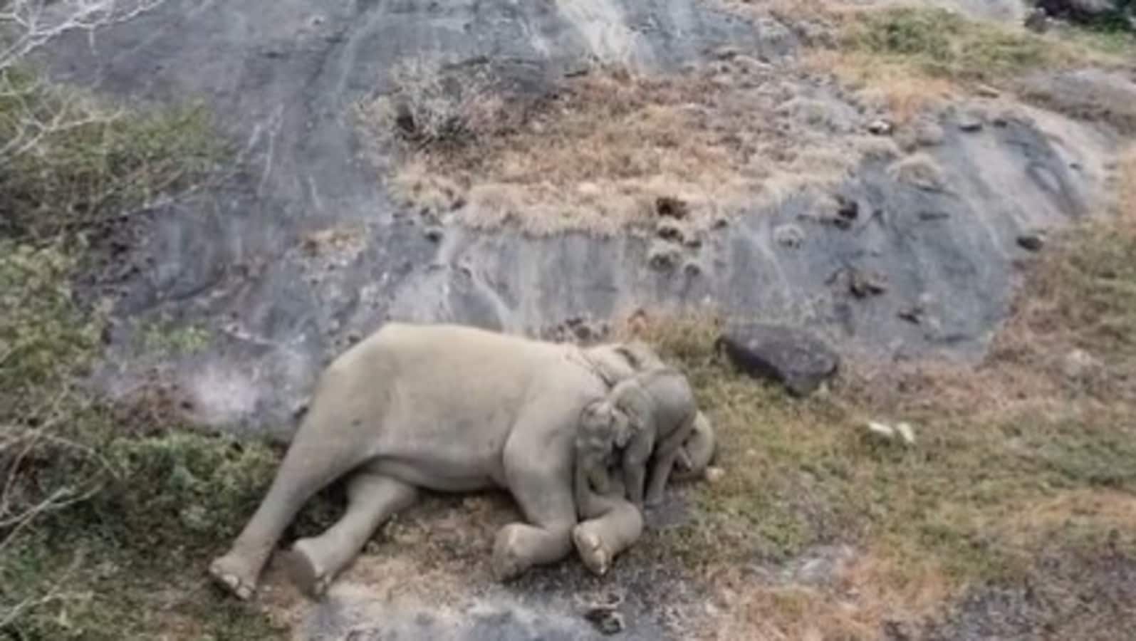 Elephant mother’s ‘reassuring hug’ to rescued baby is all about love. Watch