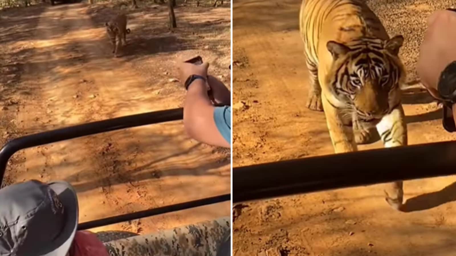 Tourists scream, shout as tiger comes extremely close to their safari vehicle. Watch