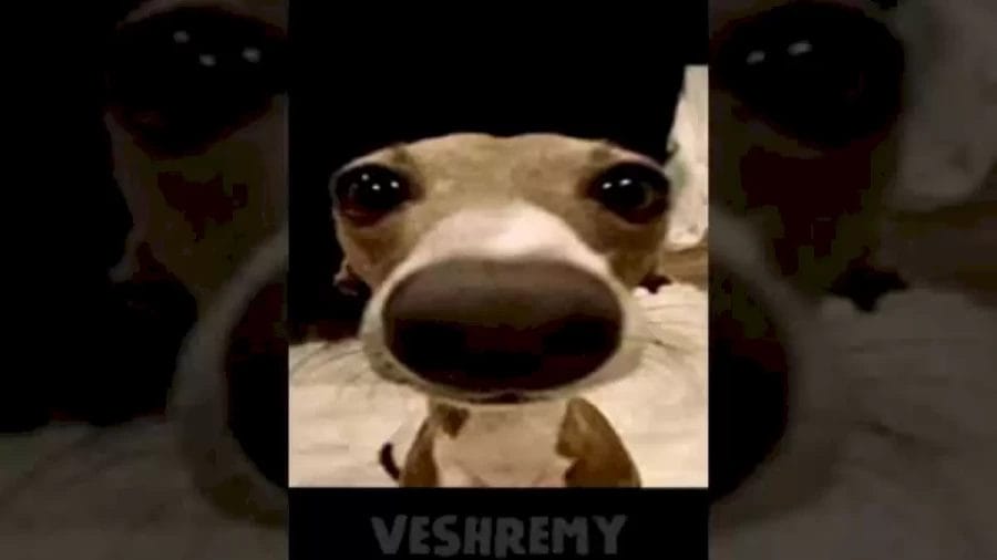 Veshremy Face Reveal, Has Veshremy Done Face Reveal? - NEWSTARS Education