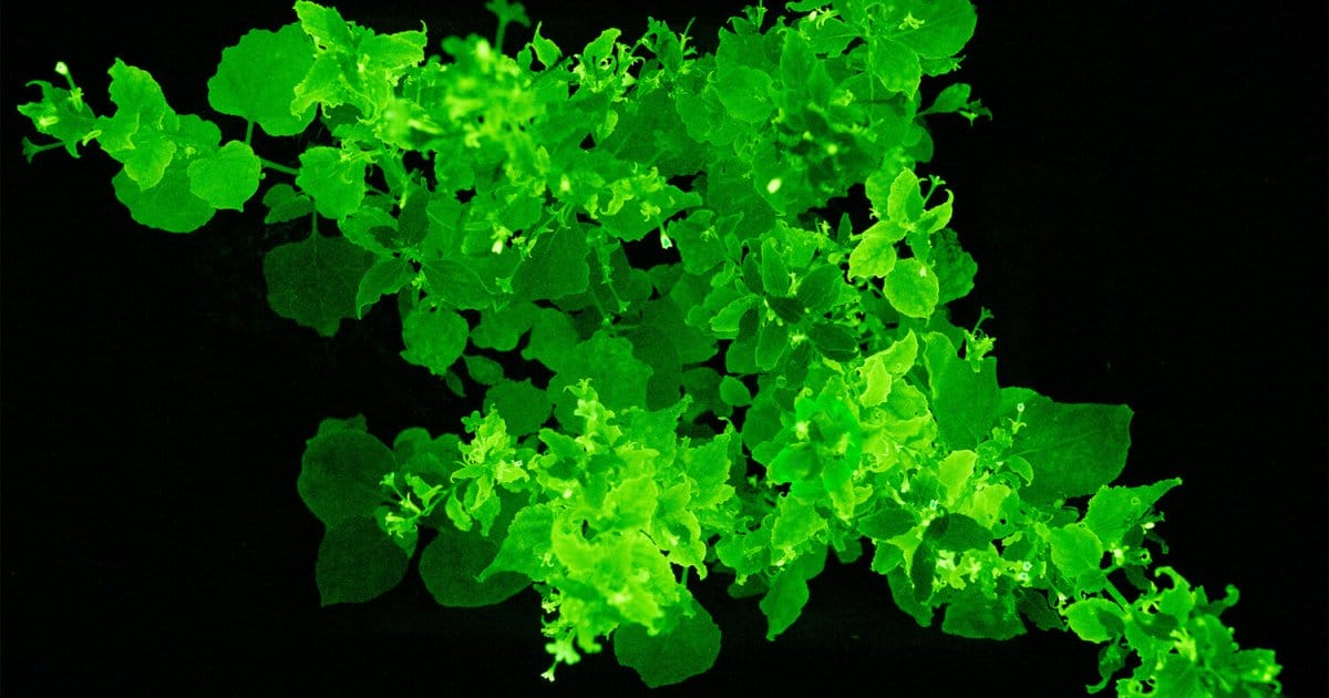 Avatar IRL? Scientists crack the code to bioengineering plants that glow