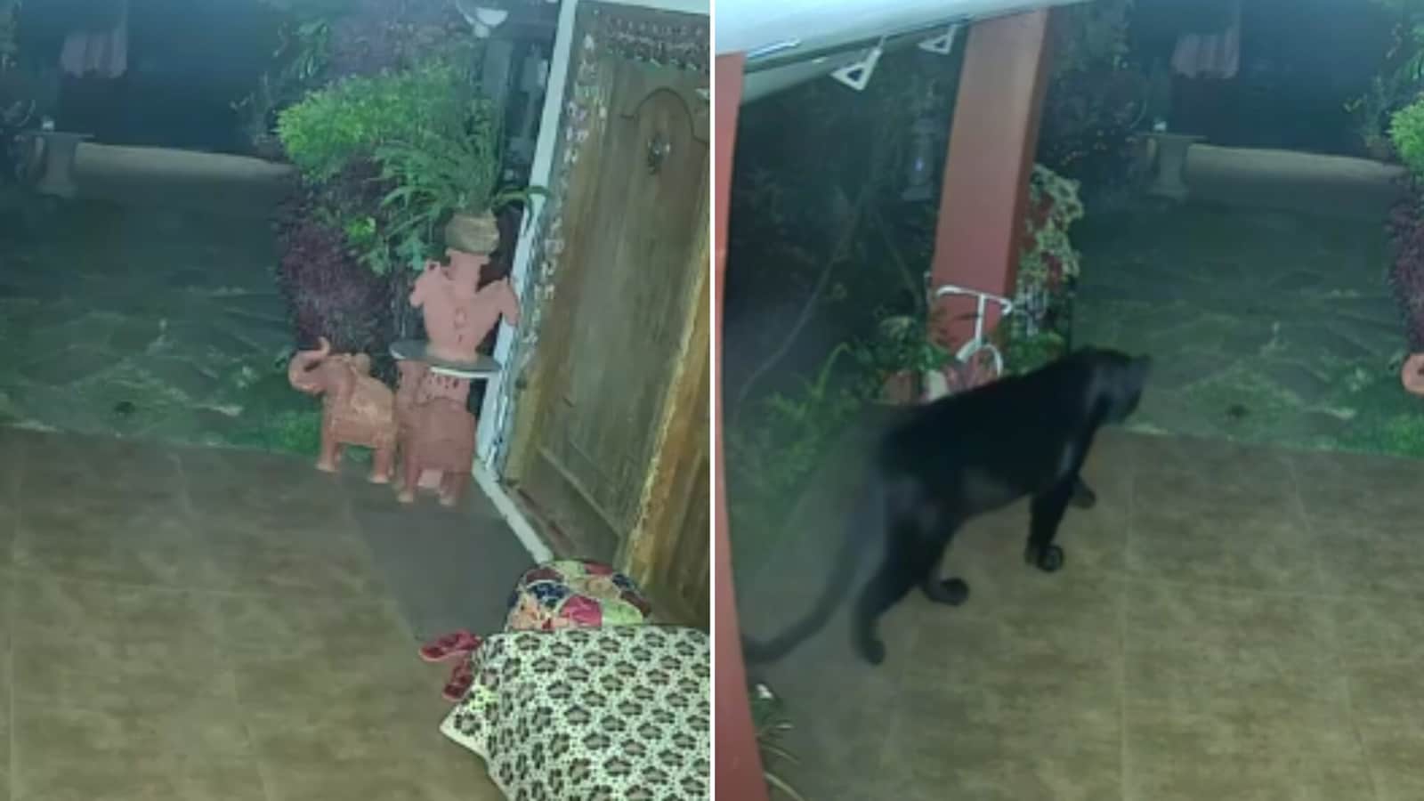 Black panther stealthily enters house, roams around. Scary video will give you goosebumps