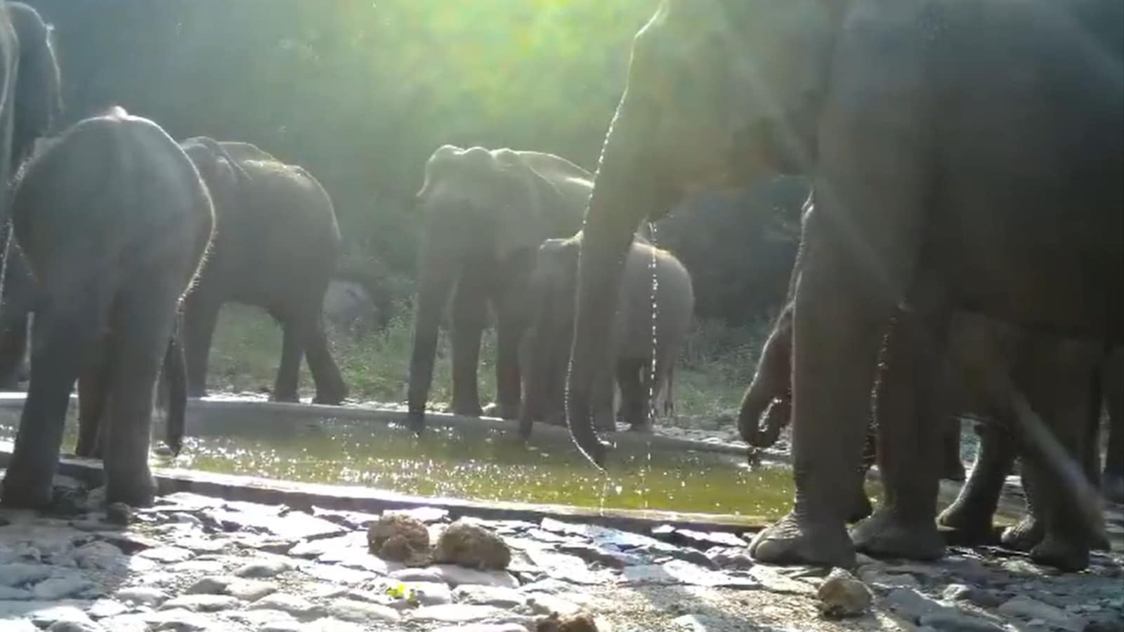 Elephant family ‘bonds over’ water trough in Tamil Nadu forest. Heartwarming scene captured on camera