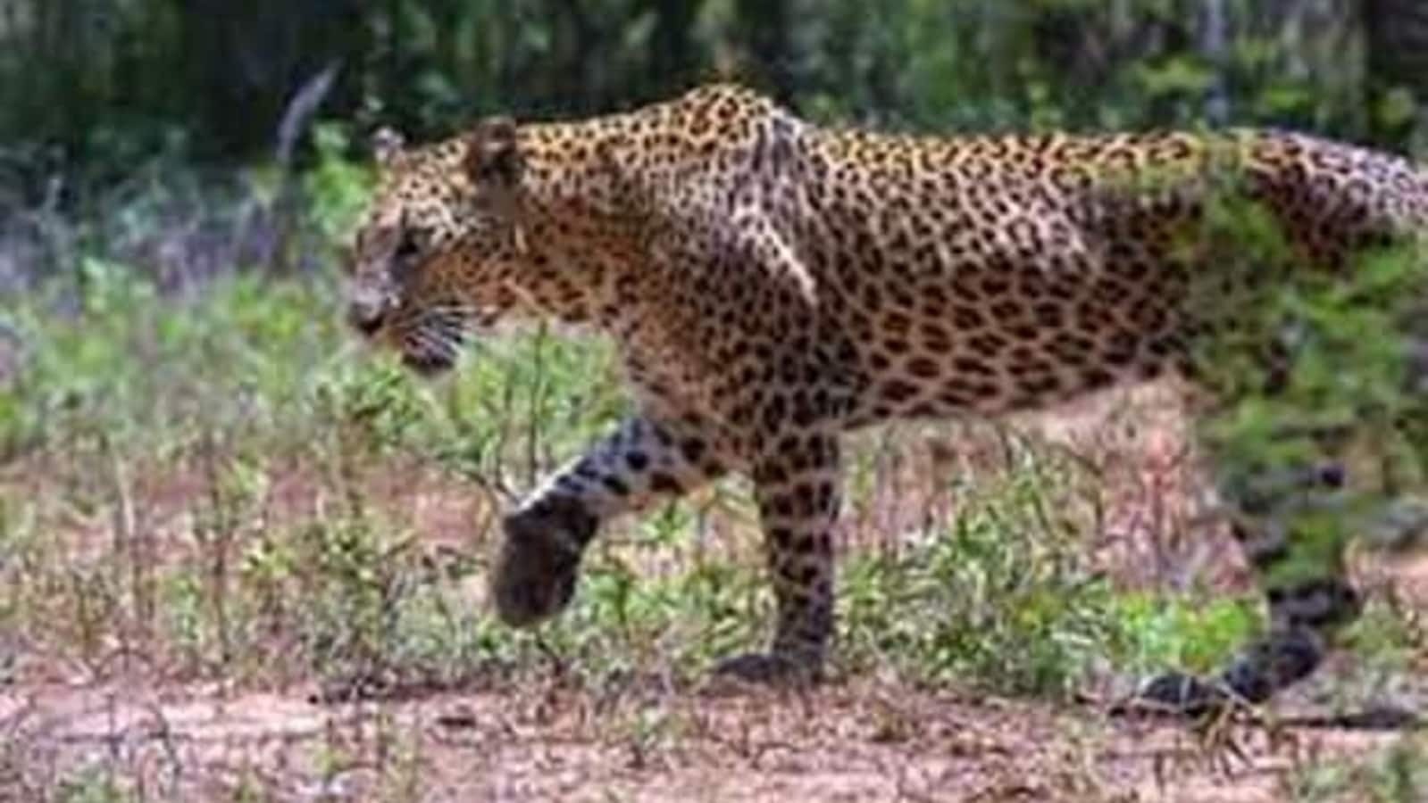 Leopard spotted walking on a boundary wall in Mumbai. Scary moment captured on camera