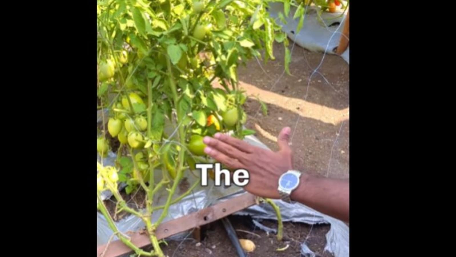 Man grows potato and tomato in one plant, people have mixed reactions. Watch