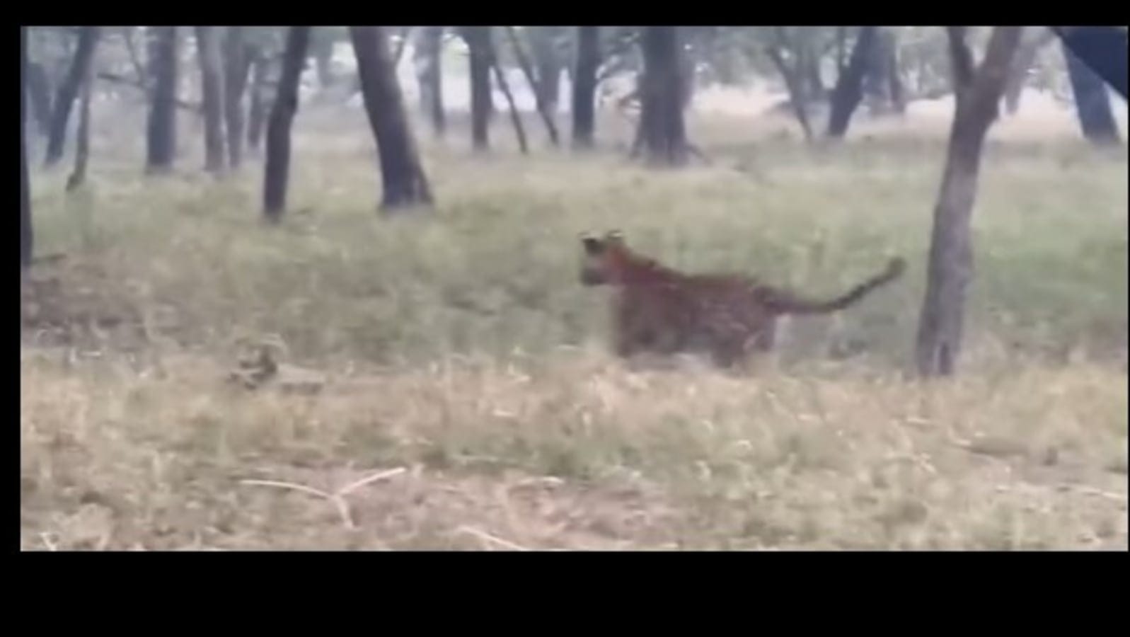 Safari goers shocked after witnessing 2 tigers fiercely chasing a deer in Ranthambore National Park