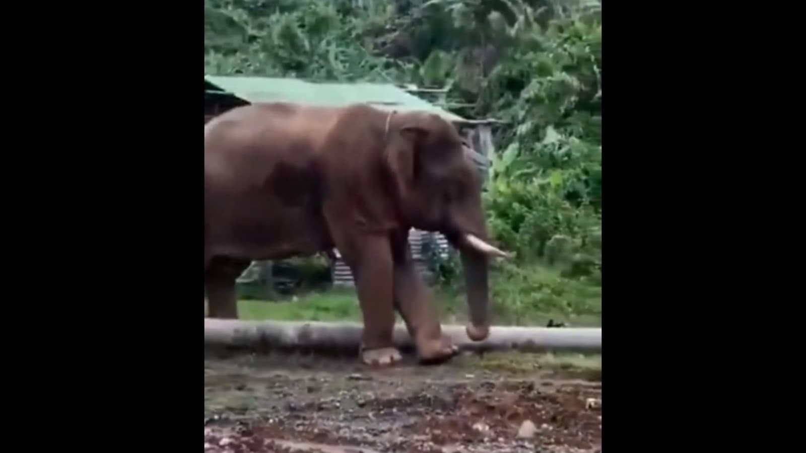 Elephant’s DIY toe cleaning technique using a stick captured on camera. Watch