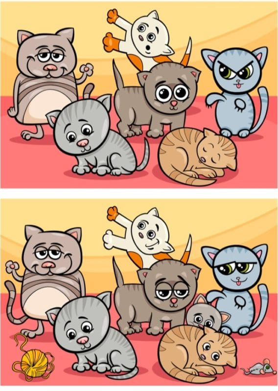 Find 10 differences between the cats: no one can do it in less than 30 seconds