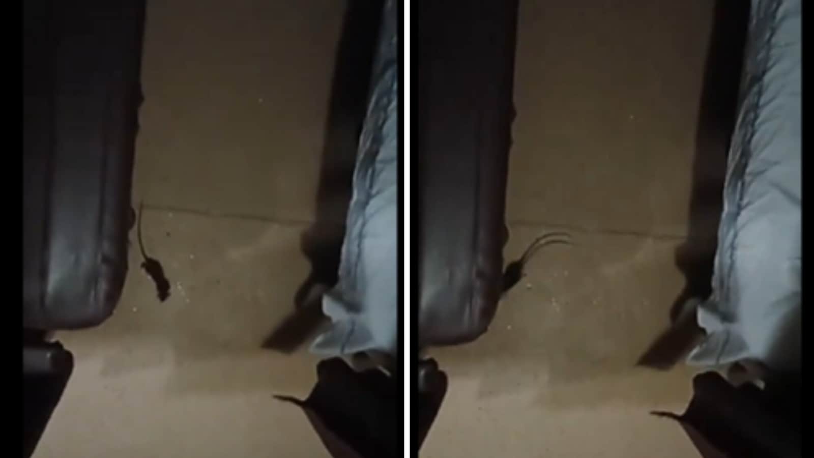Woman shares shocking video of rat scurrying around inside train's AC compartment