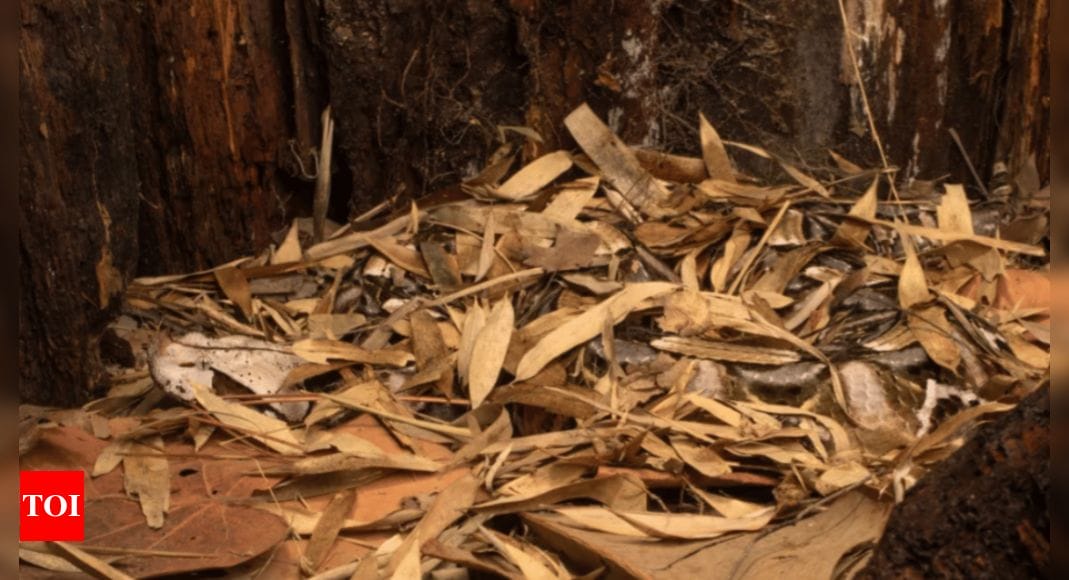 Optical Illusion: Find the snake in this photo to prove your survival skills |