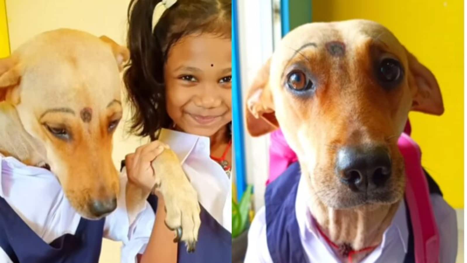 Adorable dog twins with little girl in a pinafore, video will make you say aww. Watch