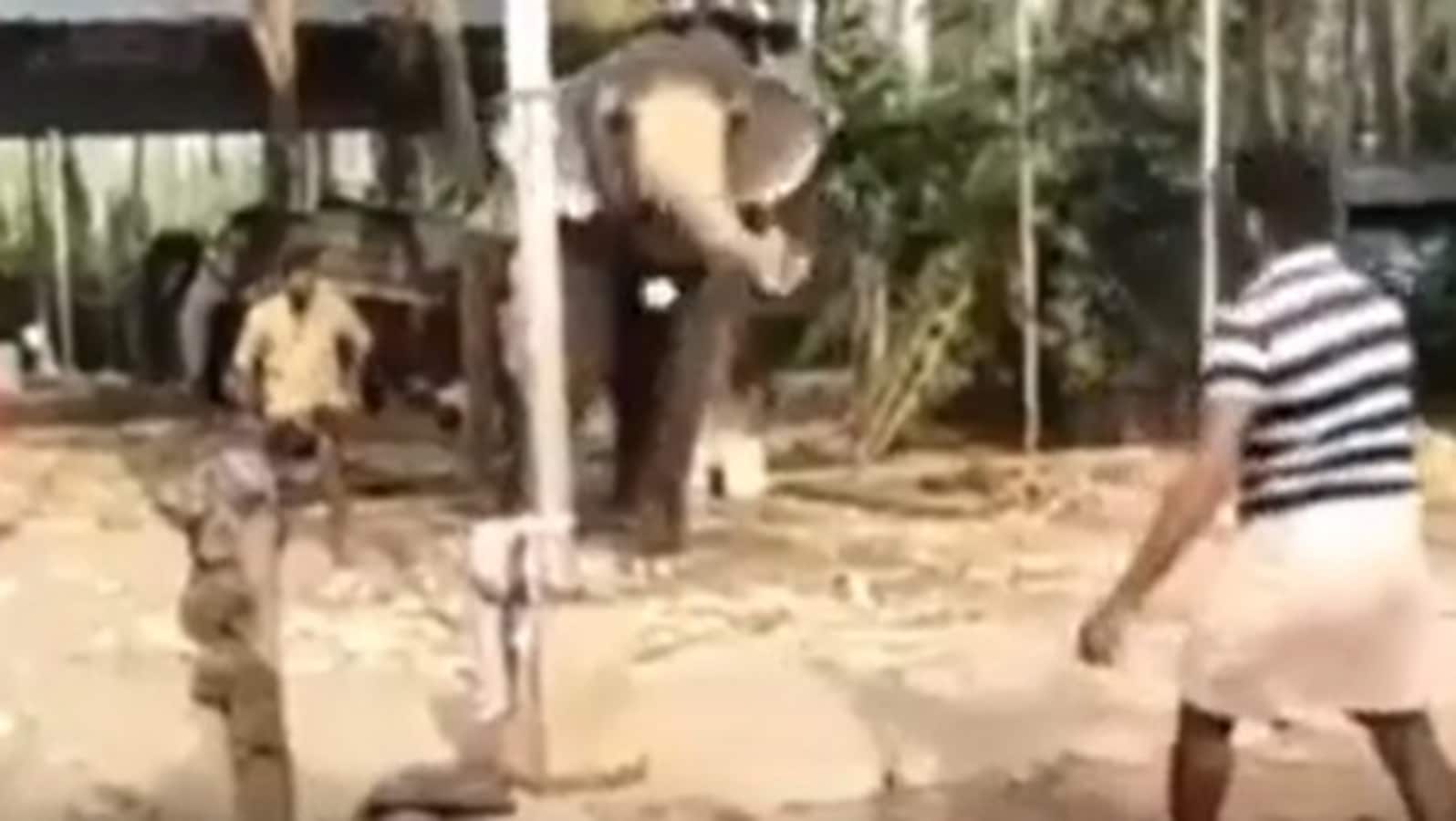 Elephant stuns people by playing cricket. Viral video will surprise you too