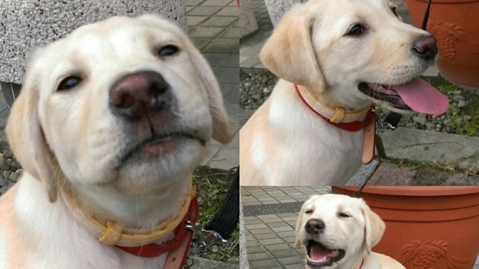 Labrador fired for being ‘too playful' hero of Taiwan