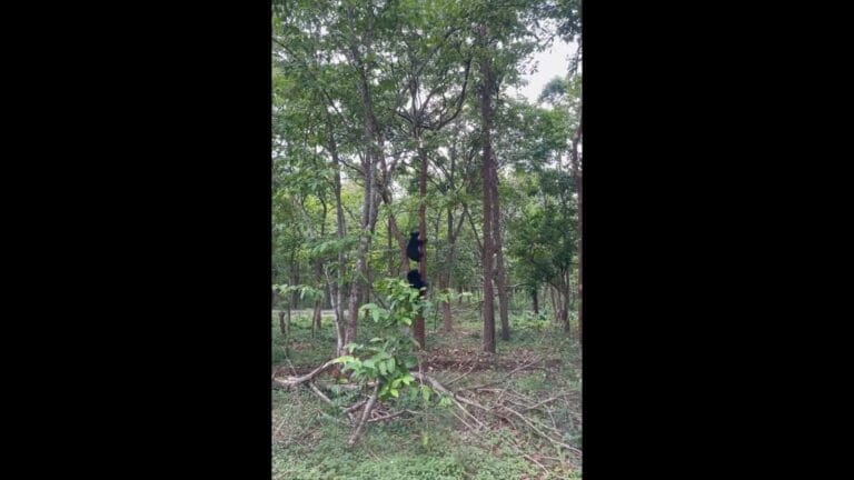 Can bears climb trees? IFS officer debunks folklore myth. Watch