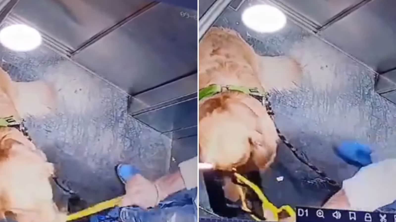 Dog walker repeatedly hits Golden Retriever inside Gurgaon society lift. Shocking video